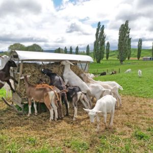 Skid Feeders feeding hay