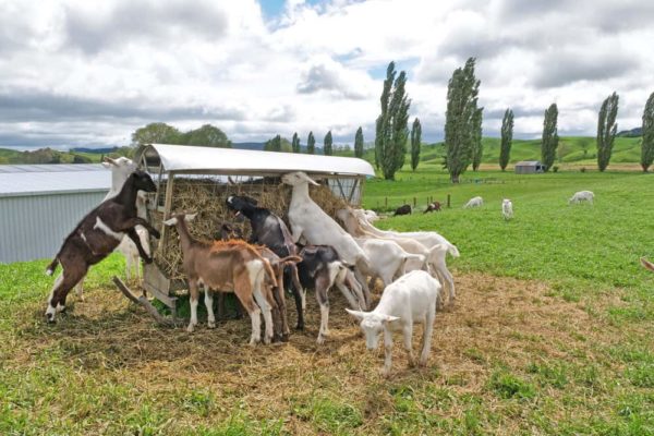 Skid Feeders feeding hay
