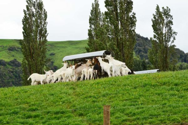 Skid Feeders in use for hay