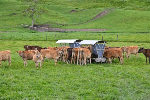 Wheeled Feeders - Multiple Wheeled Feeders at work